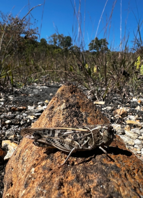 Haldeman's Grasshopper